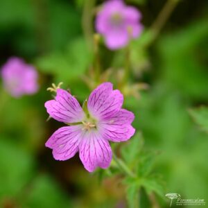 Geranium x oxonianum Claridge Druce
