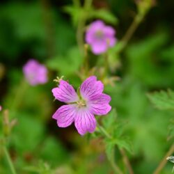 Geranium x oxonianum Claridge Druce