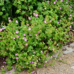 Geranium x oxonianum Claridge Druce