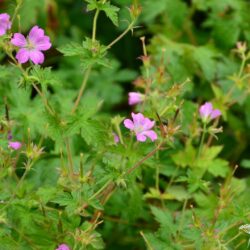 Geranium x oxonianum Claridge Druce