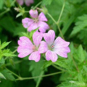 Geranium x oxonianum Hollywood