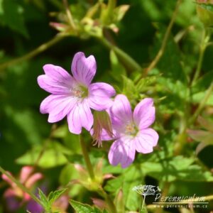 Geranium x oxonianum f. thurstonianum Southcombe Star