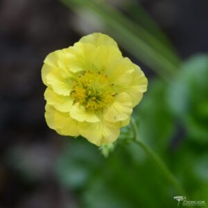 Geum Banana Daiquiri 01 1