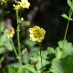 Geum Banana Daiquiri