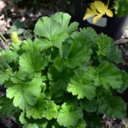 Geum Banana Daiquiri