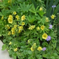 Geum Banana Daiquiri