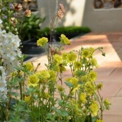 Geum Banana Daiquiri