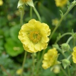 Geum Banana Daiquiri