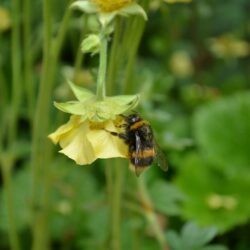 Geum Banana Daiquiri
