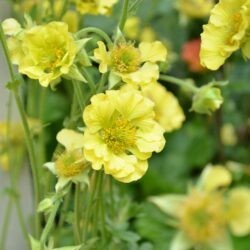 Geum Banana Daiquiri