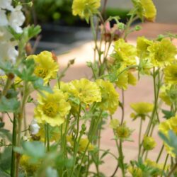 Geum Banana Daiquiri