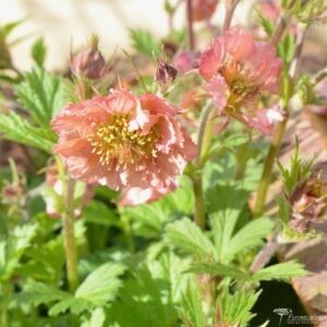 Geum Bell Bank