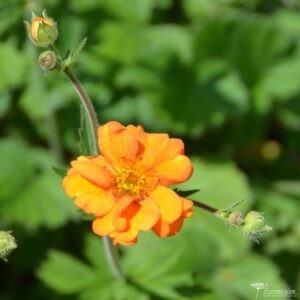 Geum Dolly North