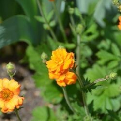 Geum Dolly North