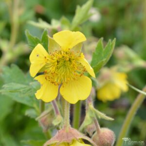 Geum Farmer John Cross