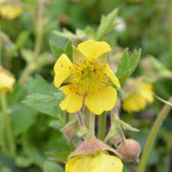 Geum Farmer John Cross