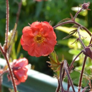 Geum Flames of Passion