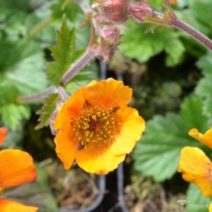 Geum Karlskaer