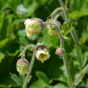 Geum Lemon Drops