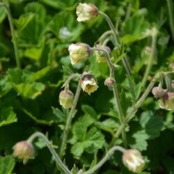 Geum Lemon Drops