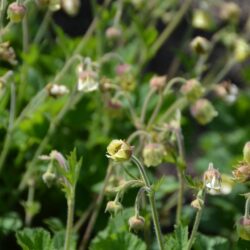Geum Lemon Drops