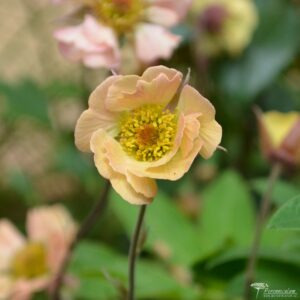 Geum Mai Tai