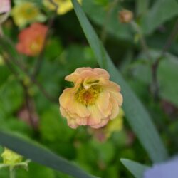 Geum Mai Tai