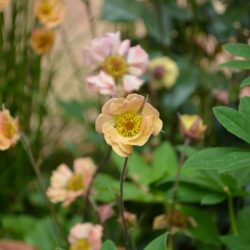Geum Mai Tai
