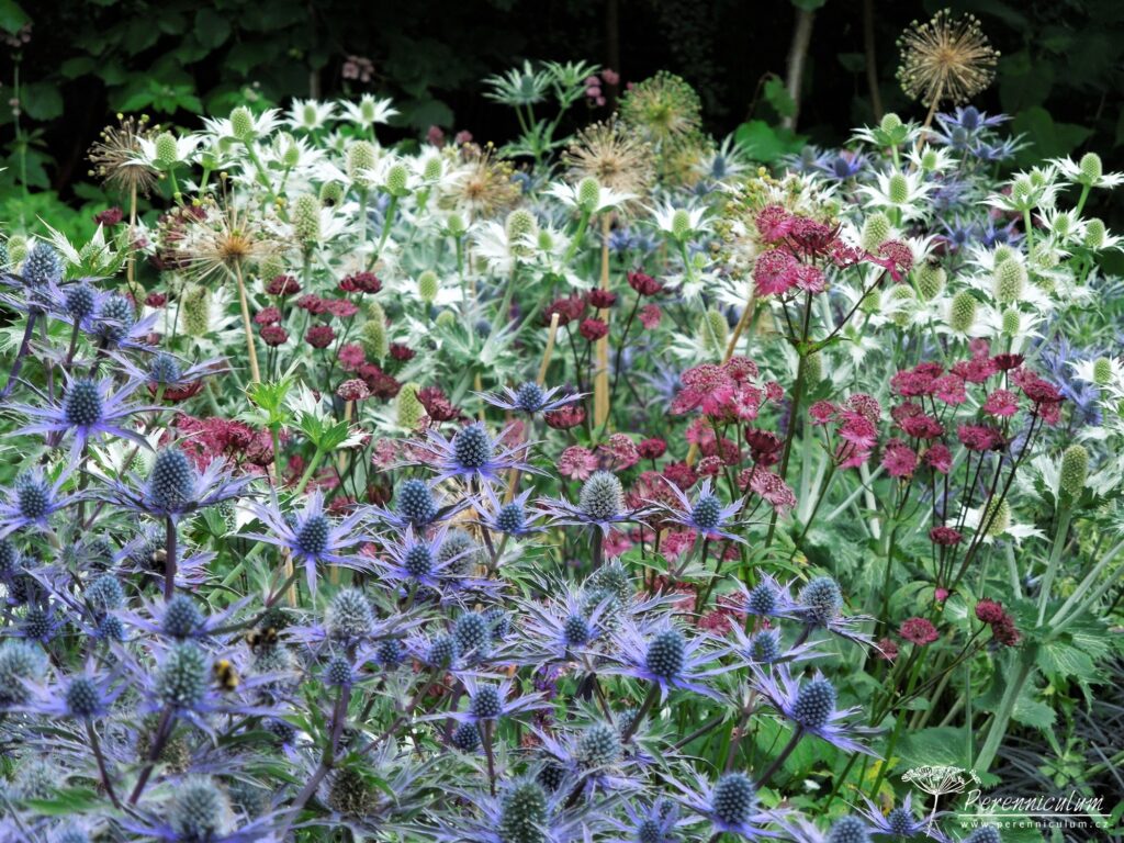 Malá zahrada tisíce překvapení 10 Mala zahrada tisice prekvapeni York Gate 14