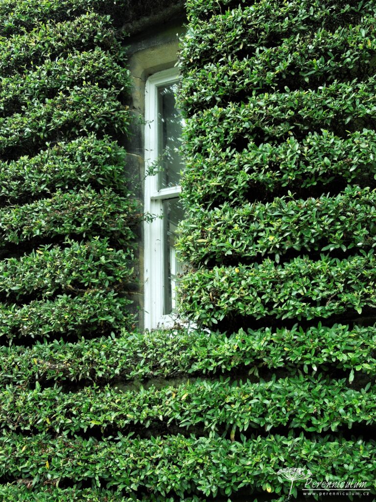 Malá zahrada tisíce překvapení 4 Mala zahrada tisice prekvapeni York Gate 32