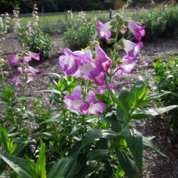 Penstemon Blueberry Fudge