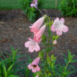 Penstemon Pensham Capricorn Moon