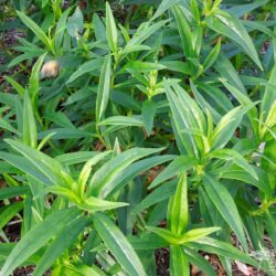 Penstemon Pensham Capricorn Moon