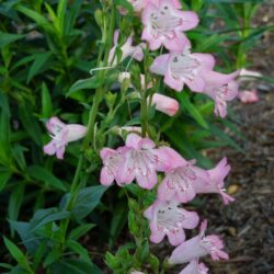 Penstemon Pensham Capricorn Moon