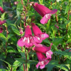 Penstemon Pensham Eleanor Young