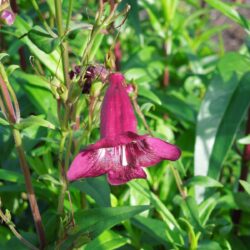 Penstemon Pensham Eleanor Young