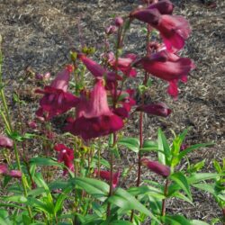Penstemon Pensham Eleanor Young