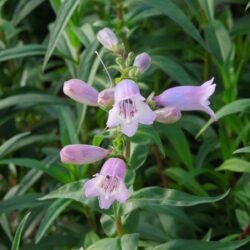 Penstemon Stapleford Gem