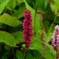 Persicaria affinis Darjeeling Red