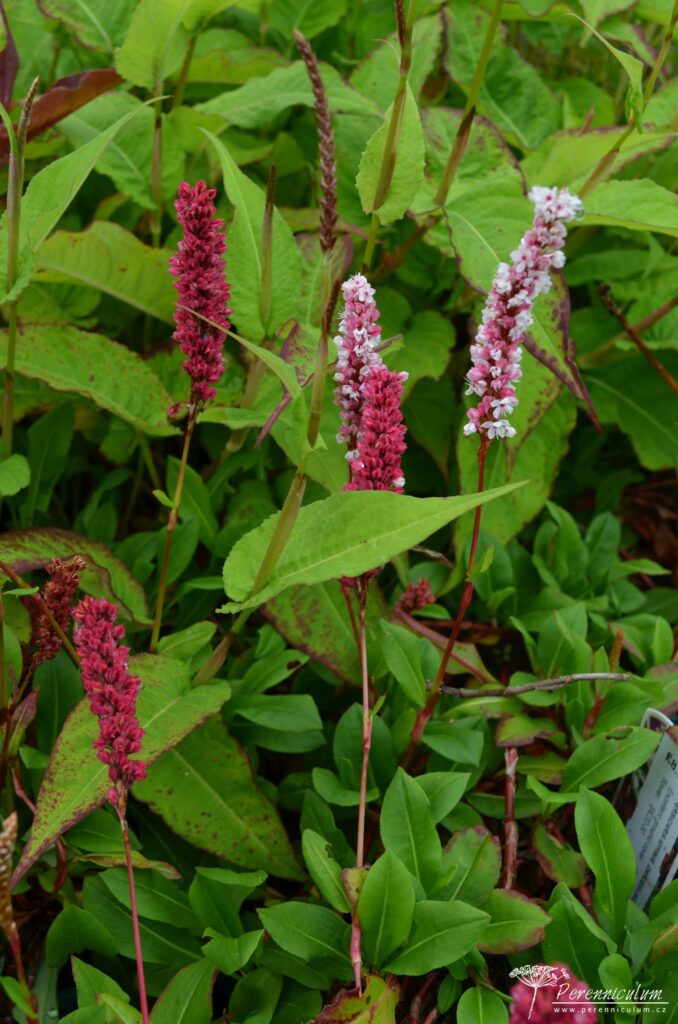 Persicaria - rdesno – Trvalka sezóny 2023 9 Persicaria affinis Darjeeling Red 08
