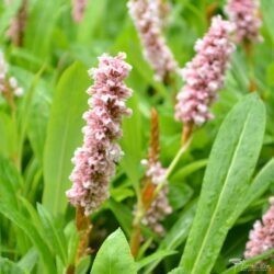 Persicaria affinis Persicaria affinis