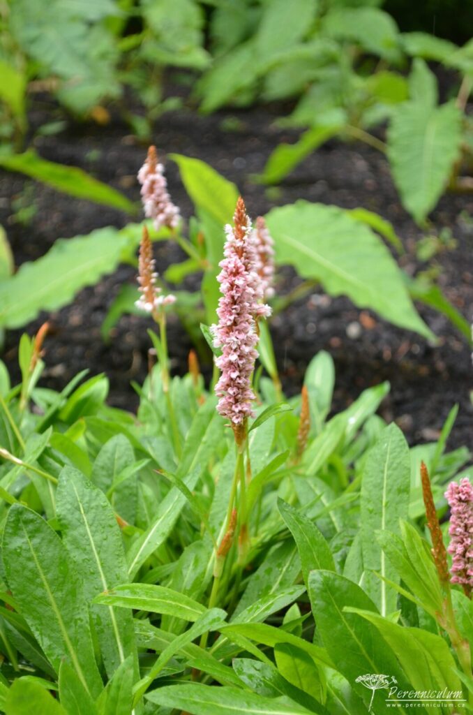 Persicaria - rdesno – Trvalka sezóny 2023 10 Persicaria affinis Donald Lowndes