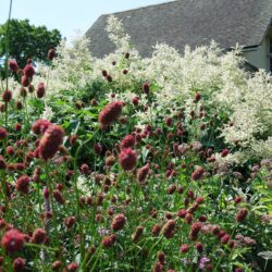 Persicaria × fennica