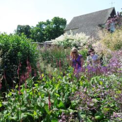 Persicaria × fennica