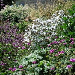 Persicaria × fennica