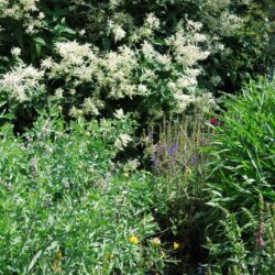 Persicaria × fennica