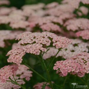 Achillea millefolium 'Apricot Delight'