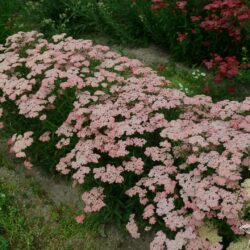 Achillea millefolium 'Apricot Delight'