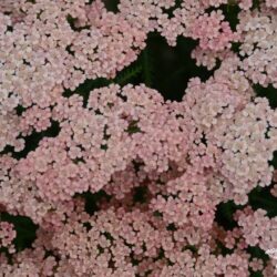 Achillea millefolium 'Apricot Delight'