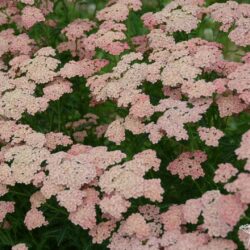 Achillea millefolium 'Apricot Delight'